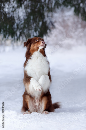 Dog breed Australian Shepherd, Aussie,