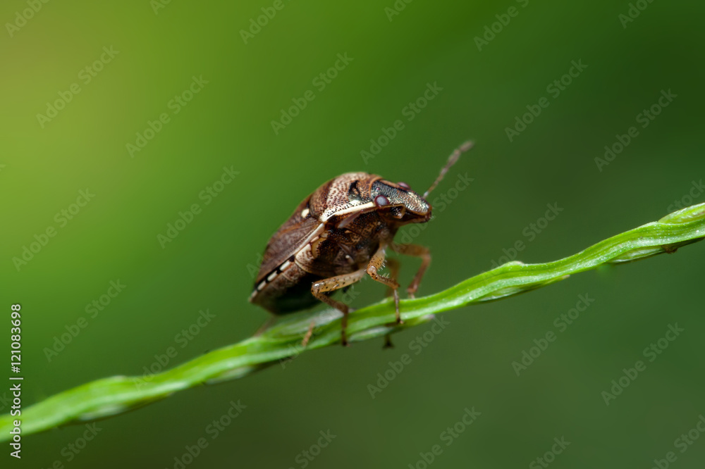 Brown marmorated stink bug (Halyomorpha halys) on a stem Brown marmorated stink bug (Halyomorpha halys) on a stem