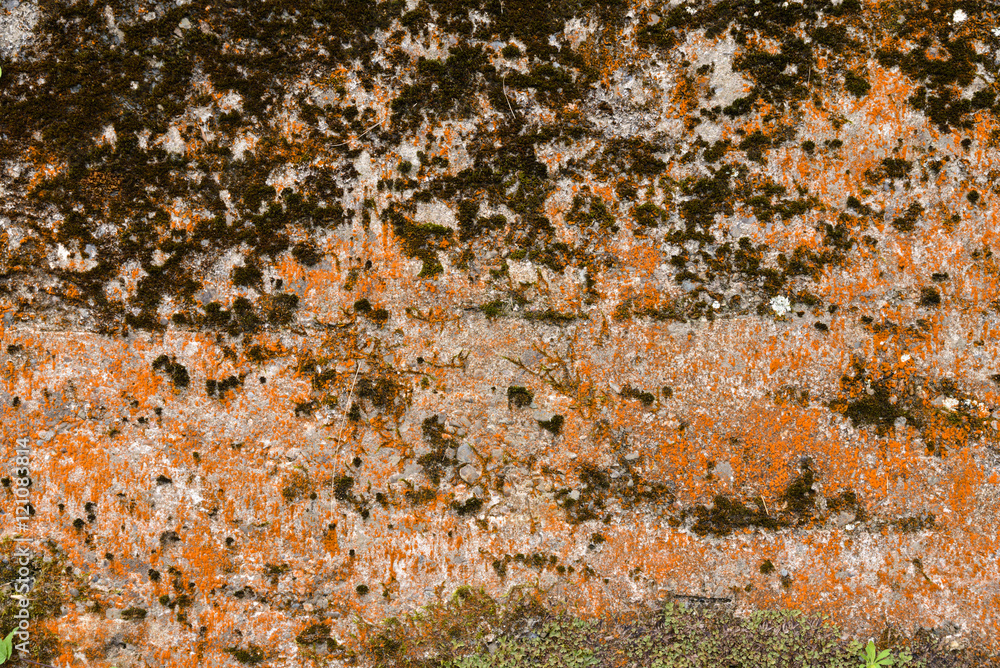 Concrete Wall with Strange Moss
Concrete Wall with Strange Moss