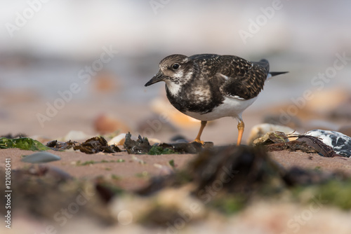 Ruddy Turnstone, Turnstone , Arenaria interpres