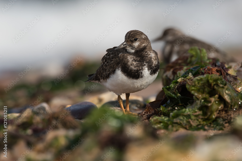 Ruddy Turnstone, Turnstone , Arenaria interpres Ruddy Turnstone, Turnstone , Arenaria interpres