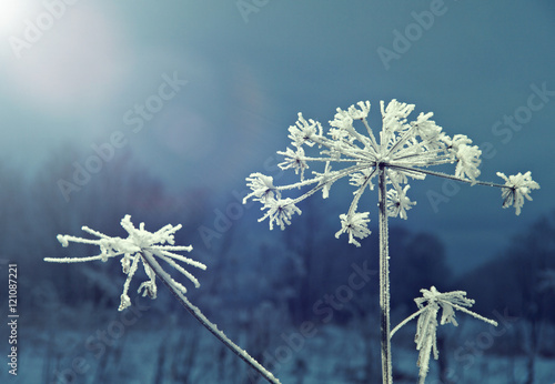  Winter scene .Frozenned flower close up photo