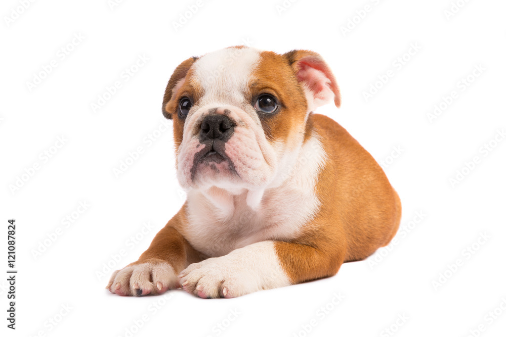English bulldog puppy in front of white background English bulldog puppy in front of white background