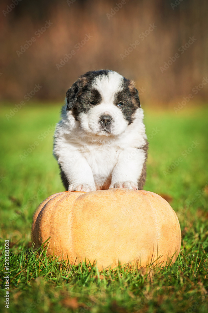 Saint bernard puppy with a pumpkin Saint bernard puppy with a pumpkin
