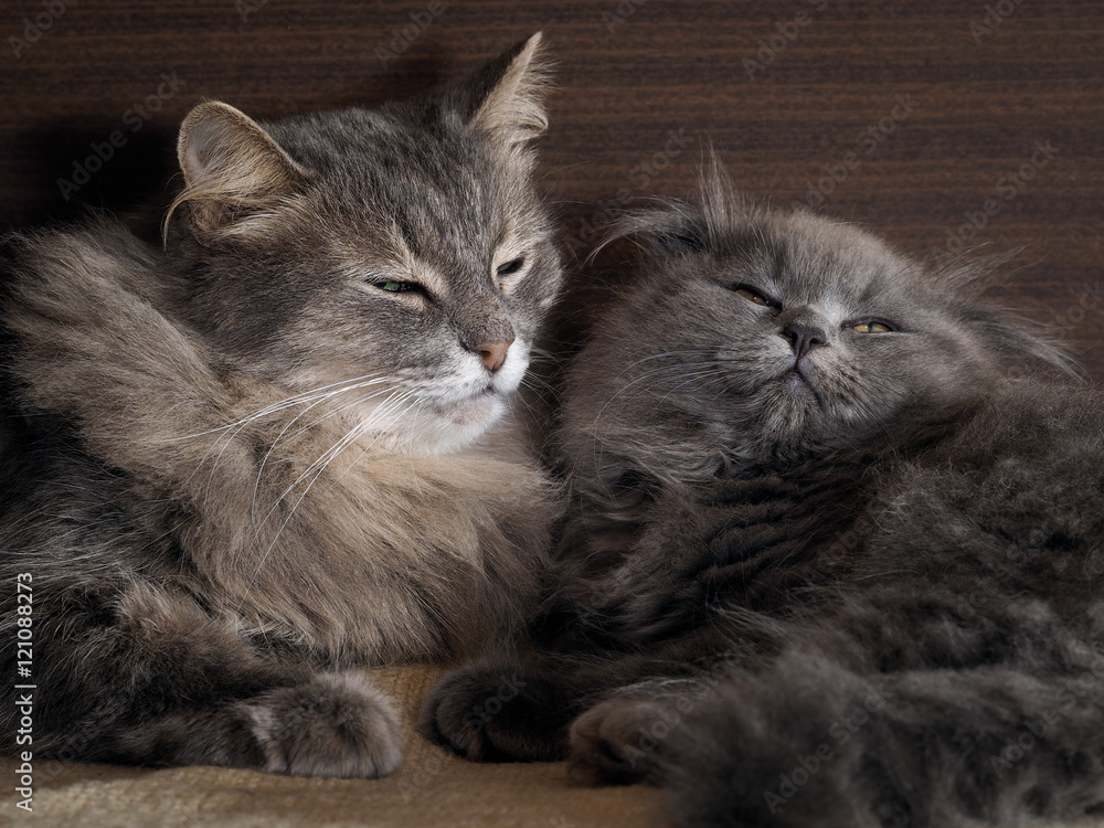 Cat and kitten are sleeping together. gray cats, fluffy. Very similar, but different breeds