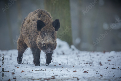 Wild boar male in the forest wild animal in the nature habitat Czech Republic