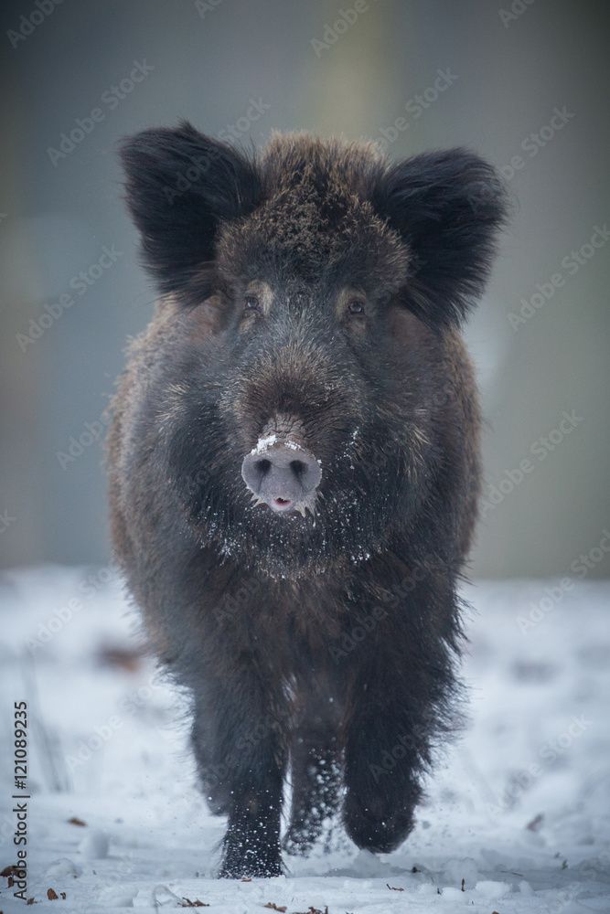 Wild boar male in the forest/wild animal in the nature habitat/Czech Republic Wild boar male in the forest/wild animal in the nature habitat/Czech Republic
