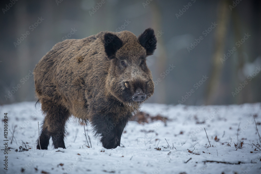 Wild boar male in the forest/wild animal in the nature habitat/Czech Republic Wild boar male in the forest/wild animal in the nature habitat/Czech Republic