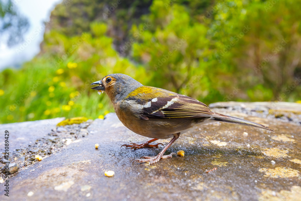 Carduelis chloris, Greenfinch, Madeira Island, Portugal