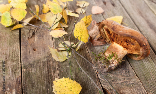 Brown mushroom and yellow autumn leaves