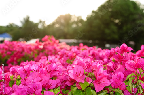 Wallpaper Mural Red and white Bougainvillea or paper flower in Thailand. Torontodigital.ca