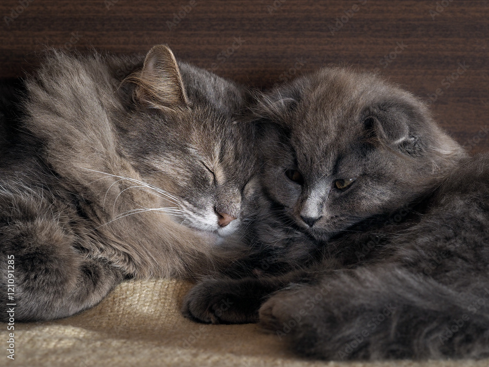 Cat and kitten are sleeping together. gray cats, fluffy. Lovely pets love each other
