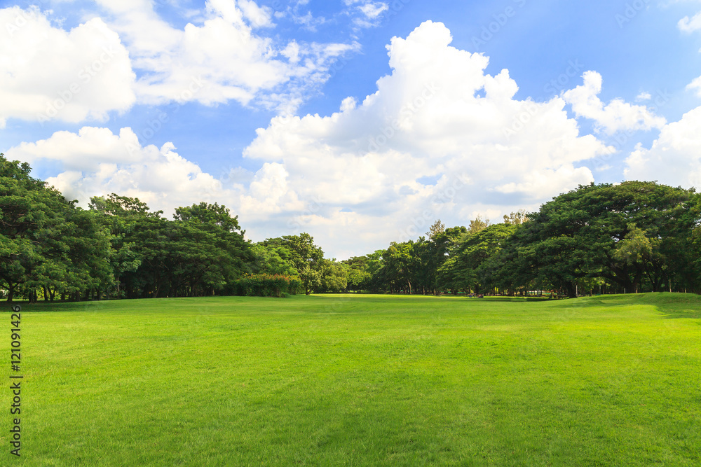 Green trees in beautiful park