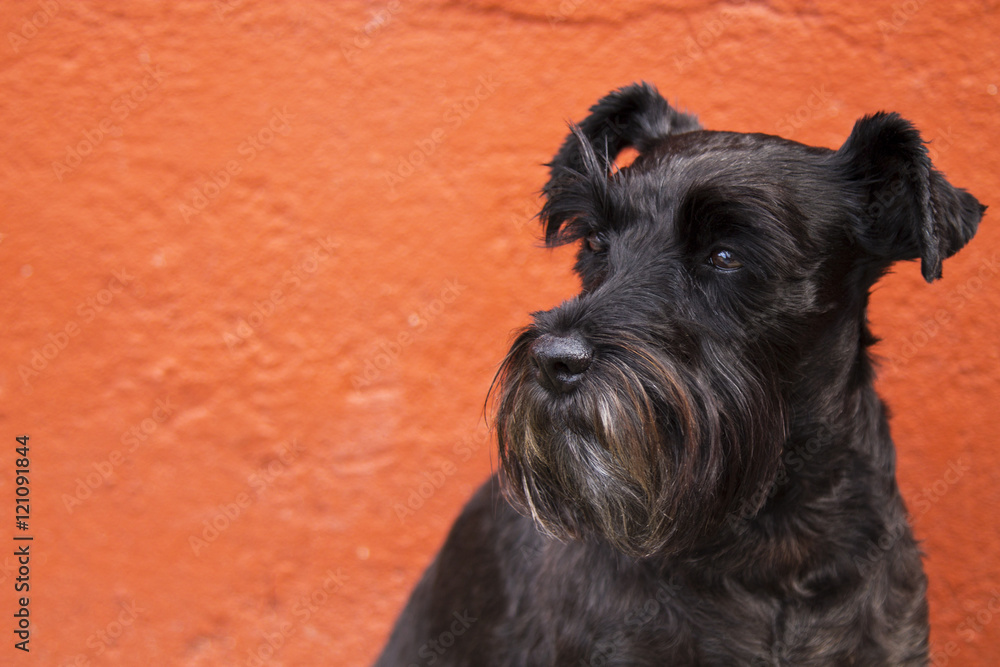 schnauzer dog on the orange wall