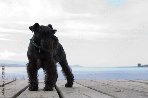 Cuadro en lienzo schnauzer dog with coast background