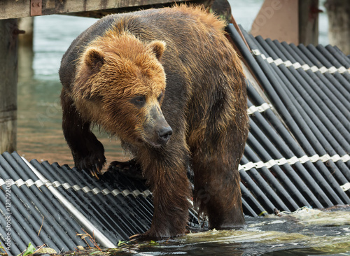 Brown bear waiting prey on fence to account for fish. Kurile Lake. photo