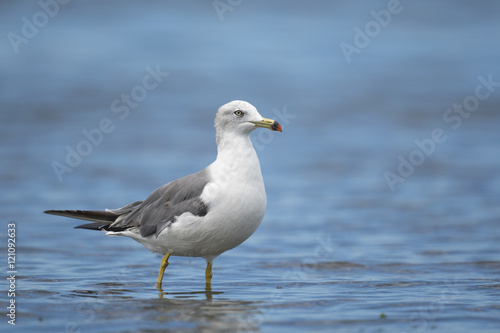 ウミネコ(Black-tailed gull)
