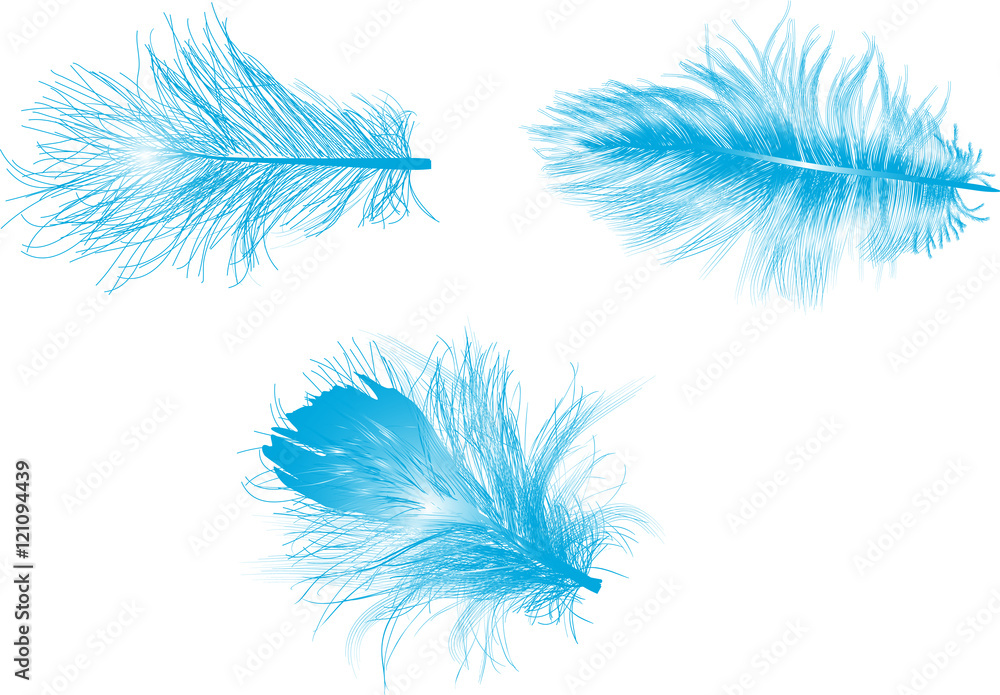 Obraz premium three blue feathers isolated on white