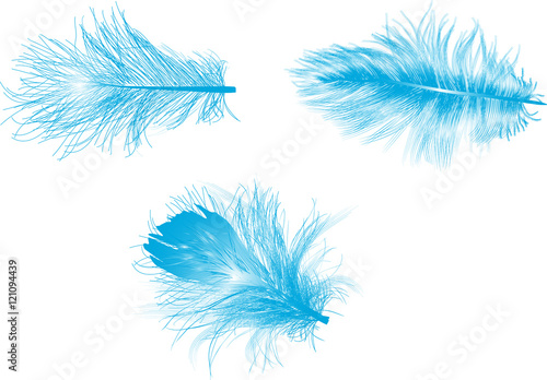 three blue feathers isolated on white