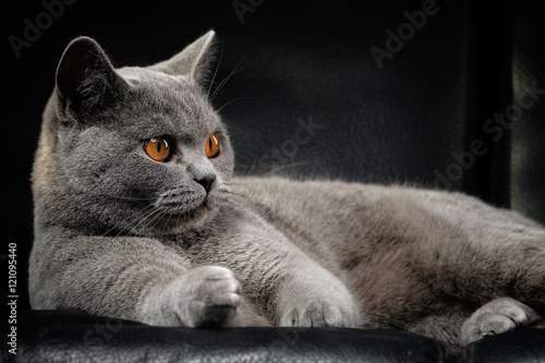 Kartäuser katze