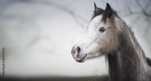 Fototapeta Naklejka Na Ścianę i Meble -  Portrait of a arabian horse head with a white muzzle at outdoor nature background, banner