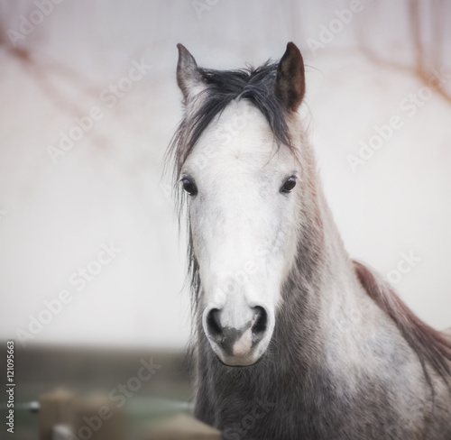 Portrait of a horse head with a white muzzle at outdoor nature background