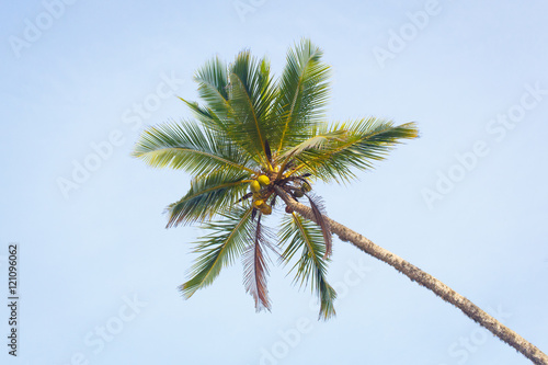 palm on sky