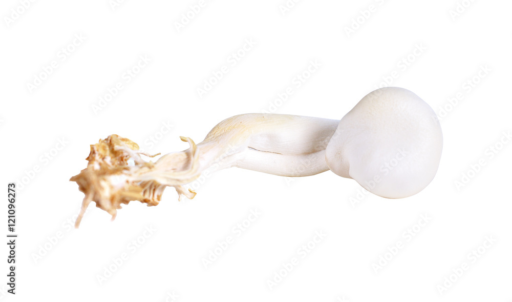 Fototapeta premium muchrooms isolated on white background