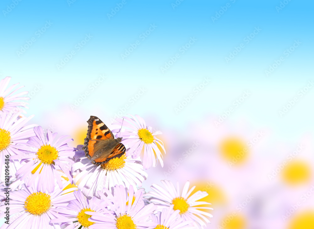 Butterfly on flower Butterfly on flower