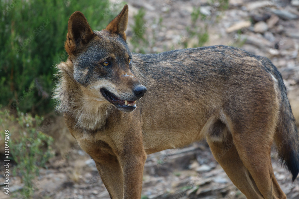 Canis Lupus Signatus watching Canis Lupus Signatus watching