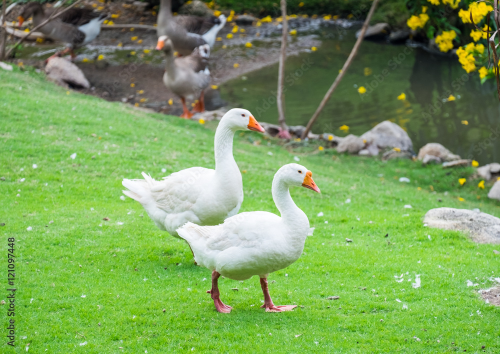 Two big white goose pets walking in garden farm Two big white goose pets walking in garden farm