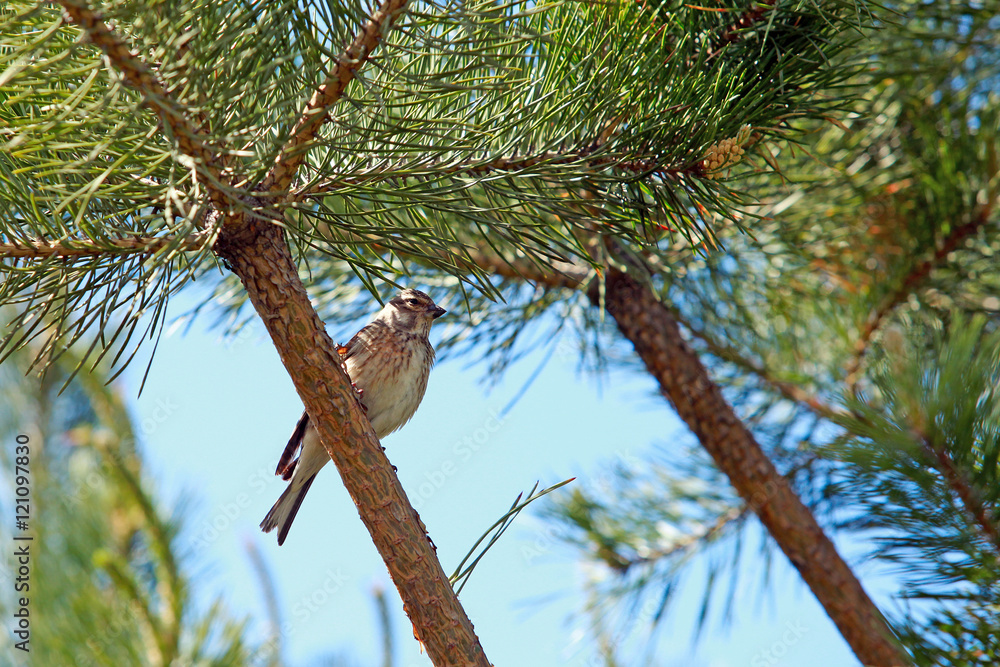 Fototapeta premium oriole bird