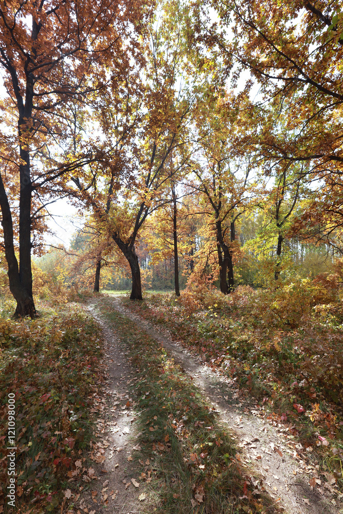 Obraz premium forest road