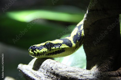 Snake