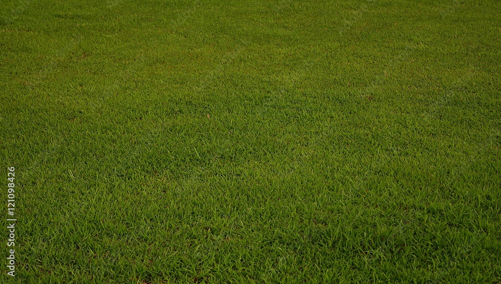 Green lawn in the evening. Green lawn in the evening.