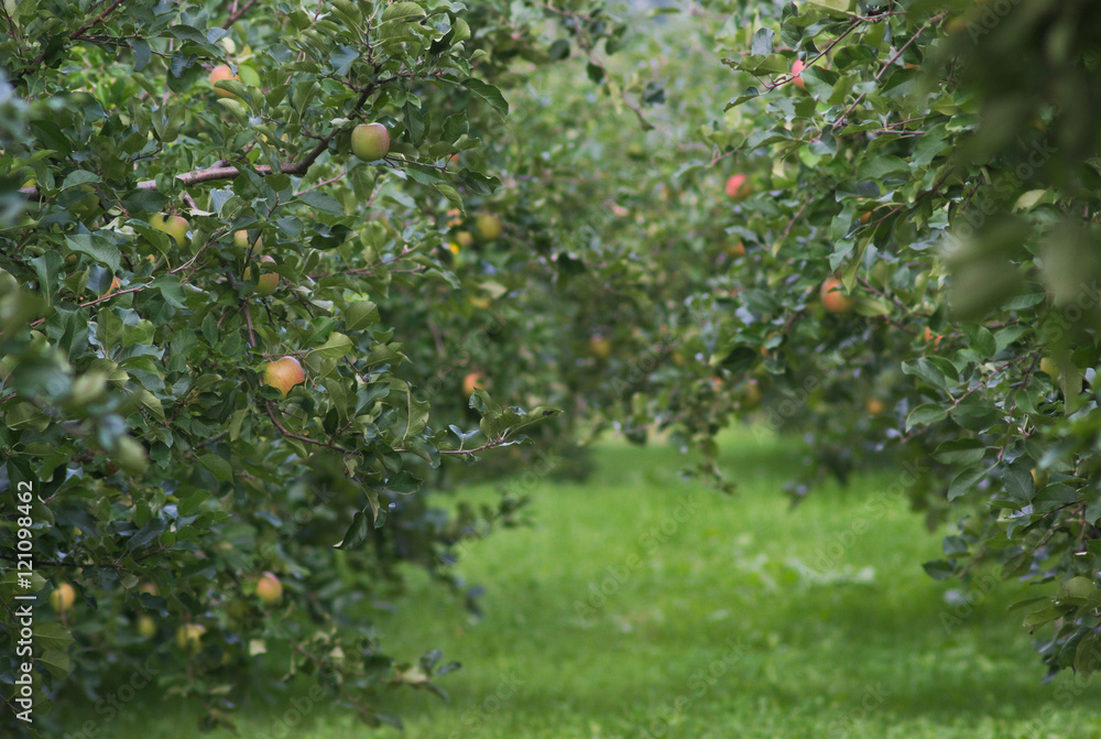 リンゴの果樹園