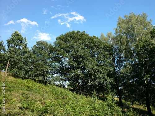 Grüne Heide mit Bäumen in uralter Kulturlandschaft im Sommer bei Sonnenschein an der Grillhütte Holzhausen-Externsteine in Horn-Bad Meinberg bei Detmold am Teutoburger Wald in Ostwestfalen-Lippe photo