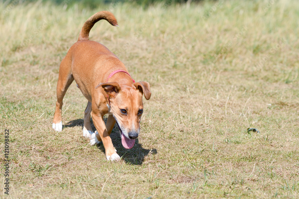 Cross breed dog being walked in park Cross breed dog being walked in park