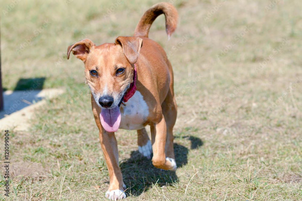 Cross breed dog being walked in park Cross breed dog being walked in park