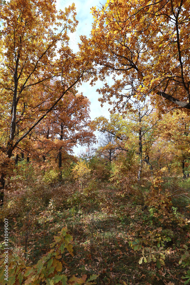 forest road