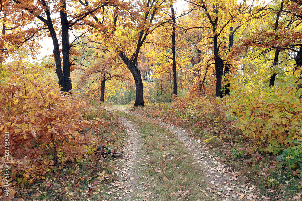 dirt road in an oak grov