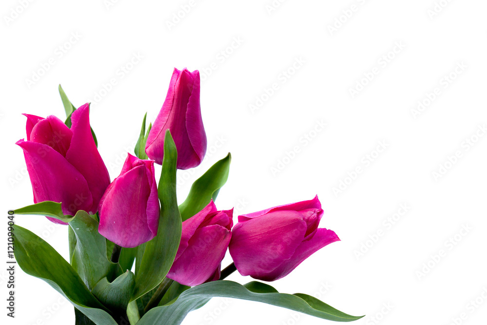 Bouquet of pink tulips on white background with space for text Bouquet of pink tulips on white background with space for text