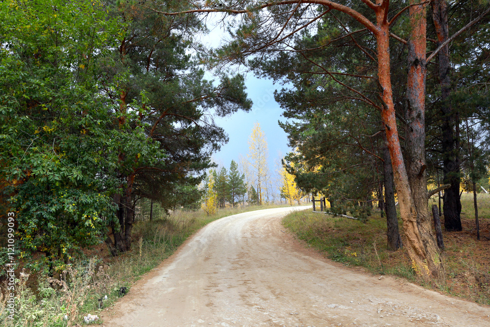 Naklejka premium autumn in the mixed forest