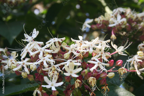 Clerodendrum trichotomum . Albero dai fiori bianchi e bacche blu. Clerodendro photo