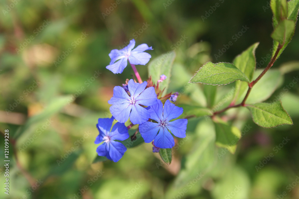 Obraz premium Plumbago blu.Ceratostigma Wilmottiana. cespuglio dai fiori blu