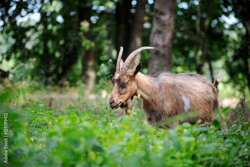 Goat in meadow. Goat herd