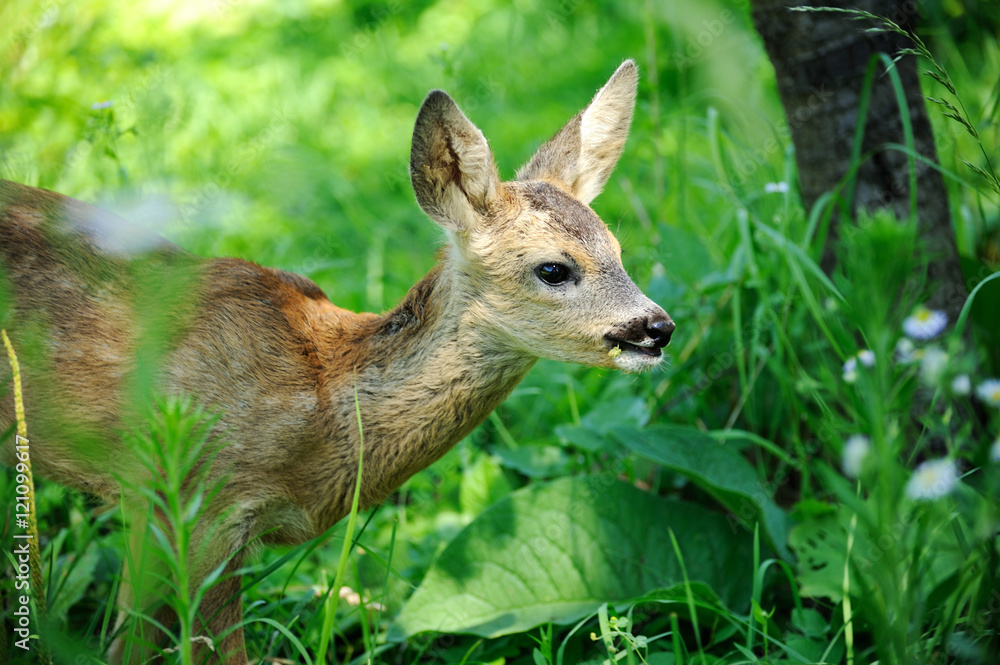 A young roe deer A young roe deer