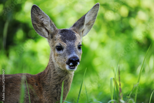 Fototapeta Naklejka Na Ścianę i Meble -  A young roe deer