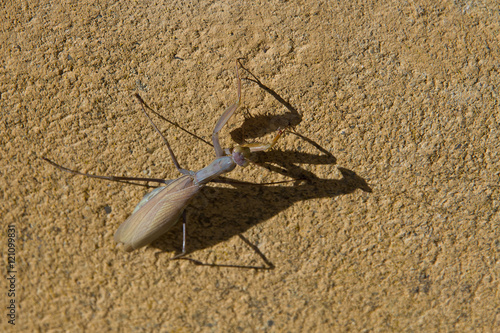  Mantis Religiosa de Color Ocre en Pared photo