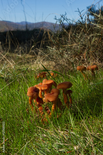 Setas  Laccaria Laccata photo